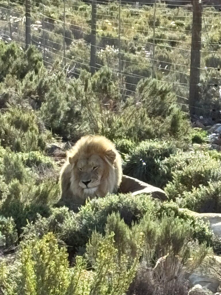 Restorative Justice Bildungsreise 2026 Safari