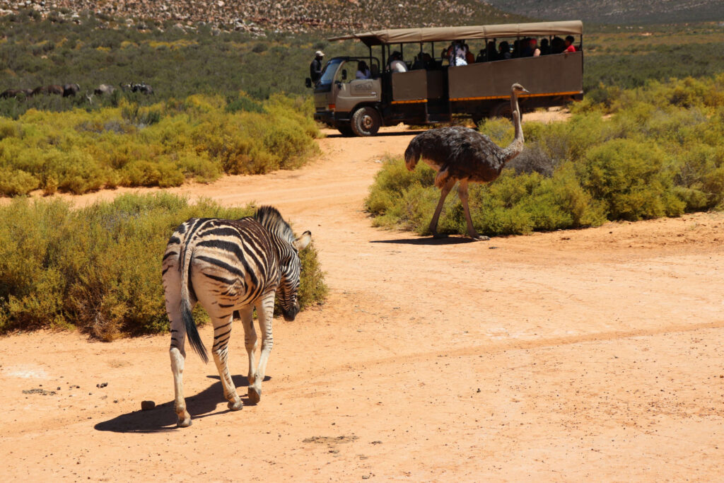 Restorative Justice Bildungsreise 2025 Ausflüge Aquila Game Safari